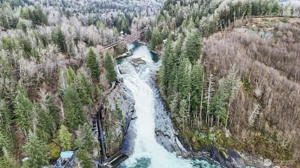 a view of a yard with plants and large trees