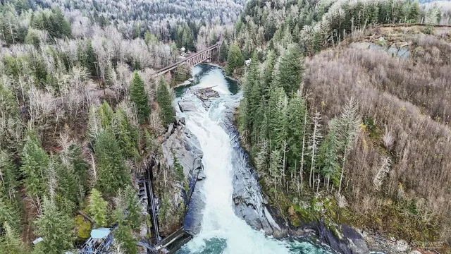 a view of a yard with plants and large trees