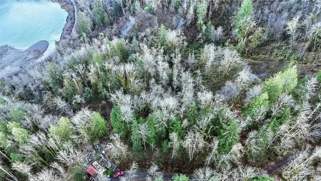 a view of a lush green forest with lots of trees