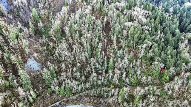 a view of a forest with a tree