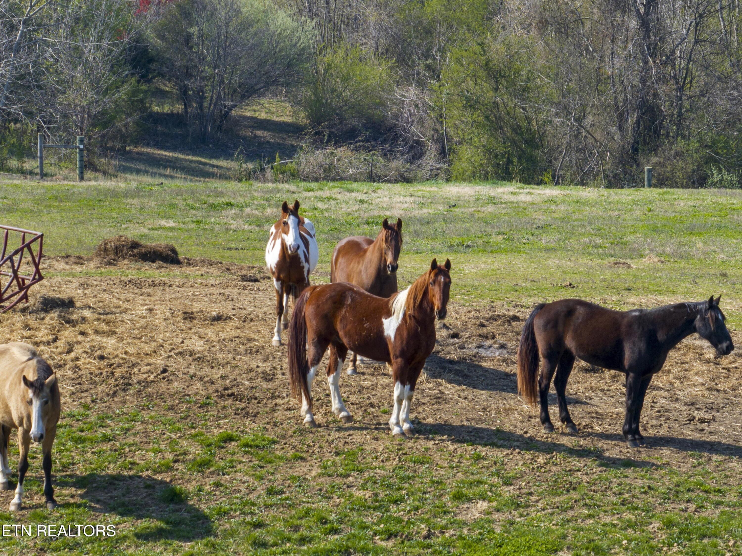 5816 Caldwell Road Loudon, TN 37774 - Photo 23 of 23 DJI_0674