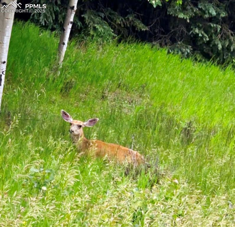 662 Spring Valley Lane Florissant, CO 80816 - Photo 2 of 7 a backyard of a house with lots of green space
