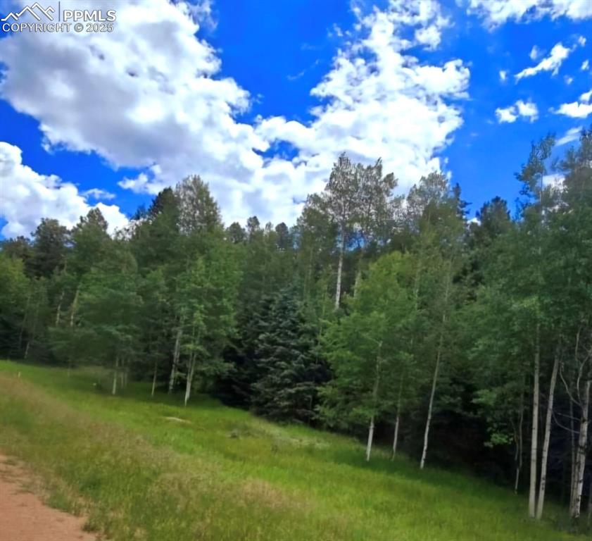 662 Spring Valley Lane Florissant, CO 80816 - Photo 3 of 7 a view of a big yard with a large trees