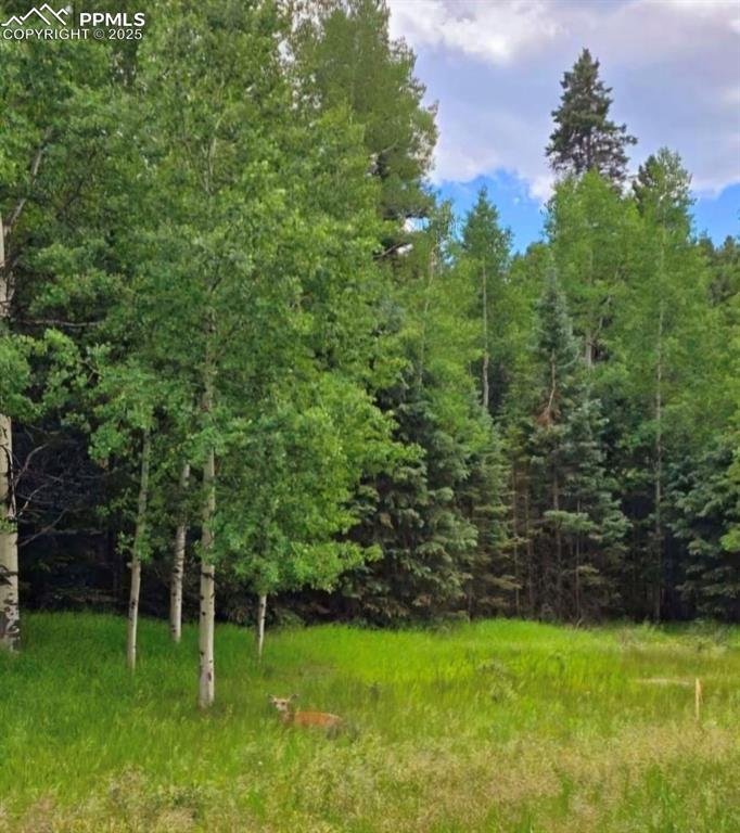 662 Spring Valley Lane Florissant, CO 80816 - Photo 4 of 7 a view of a backyard with a garden
