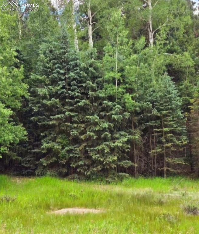 662 Spring Valley Lane Florissant, CO 80816 - Photo 5 of 7 a view of a backyard with plants