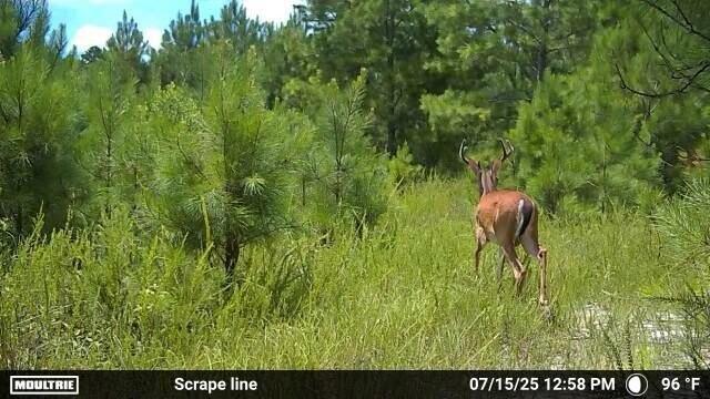 2427 B Wire Road Aiken, SC 29805 - Photo 21 of 21 Trail Cam