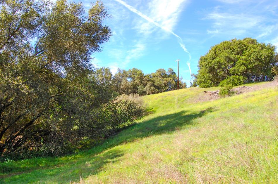 19 Leonard Road San Andreas, CA 95249 - Photo 23 of 57 a view of a yard with a tree