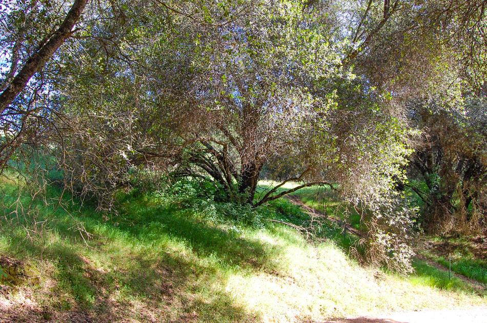 19 Leonard Road San Andreas, CA 95249 - Photo 35 of 57 a view of a tree in a yard