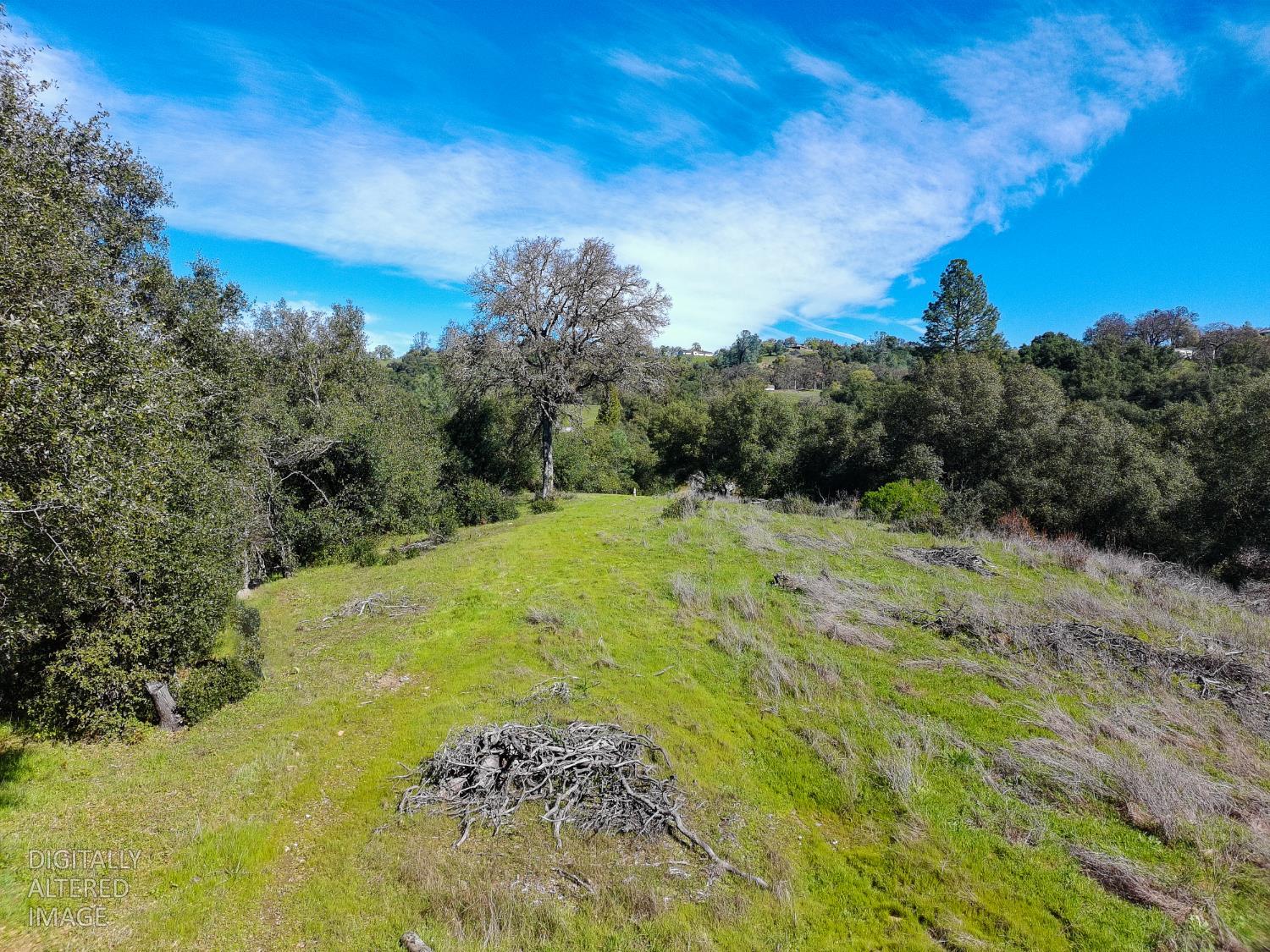 19 Leonard Road San Andreas, CA 95249 - Photo 10 of 15 a view of a trees with a yard