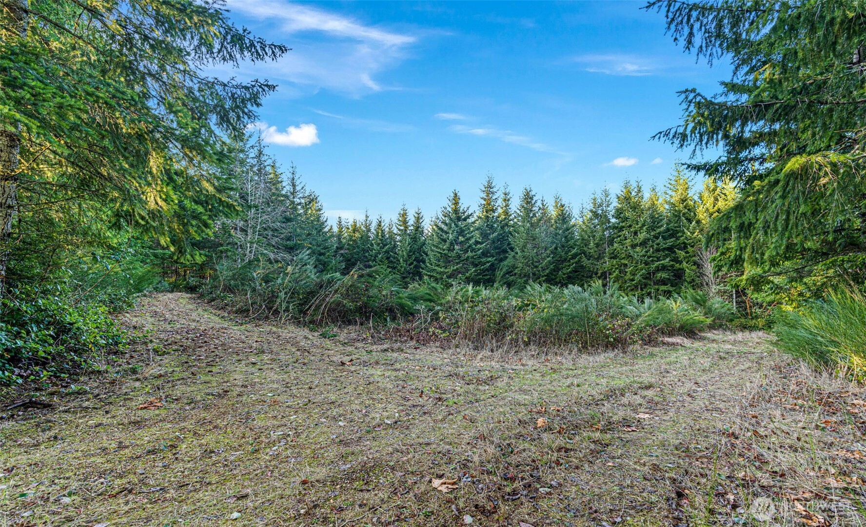 45 Whiteman Road Southwest Lakebay, WA 98351 - Photo 7 of 15 a view of a forest with trees in the background