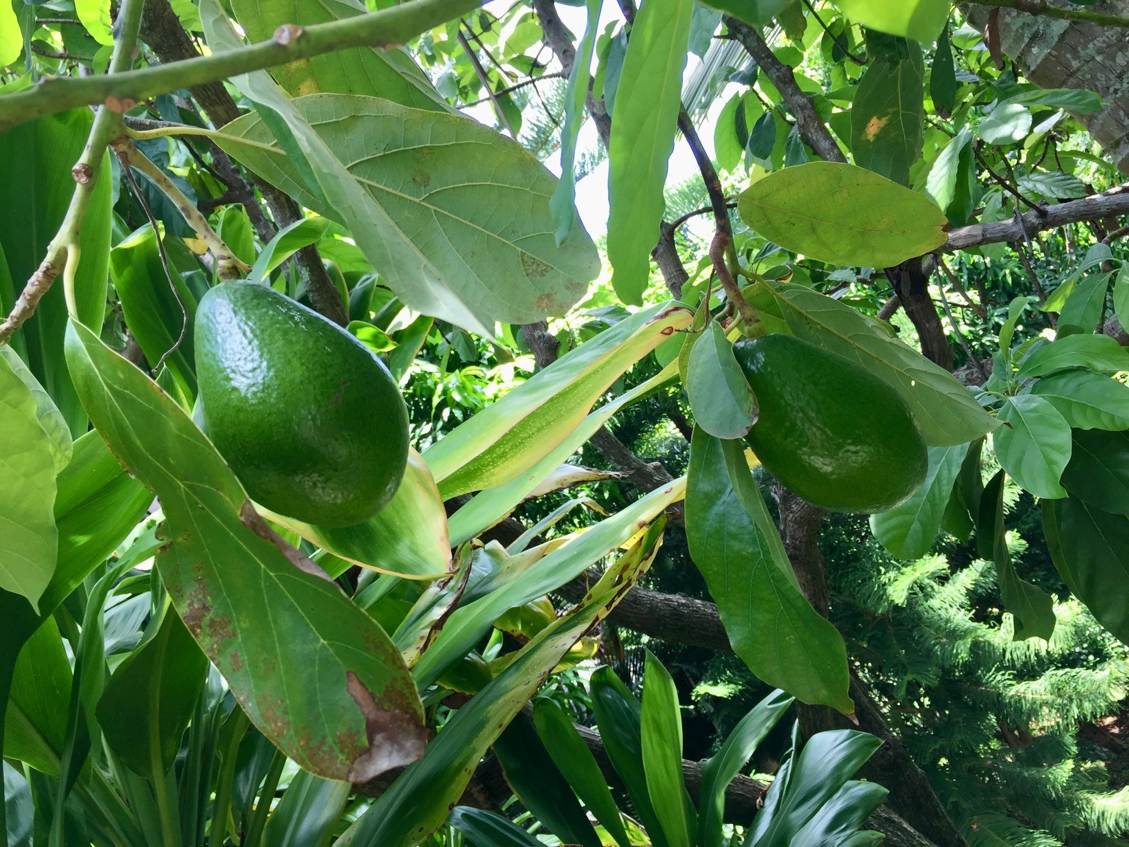 3198 Wawae Road Kalaheo, HI 96741 - Photo 28 of 30 a plant that is in a garden