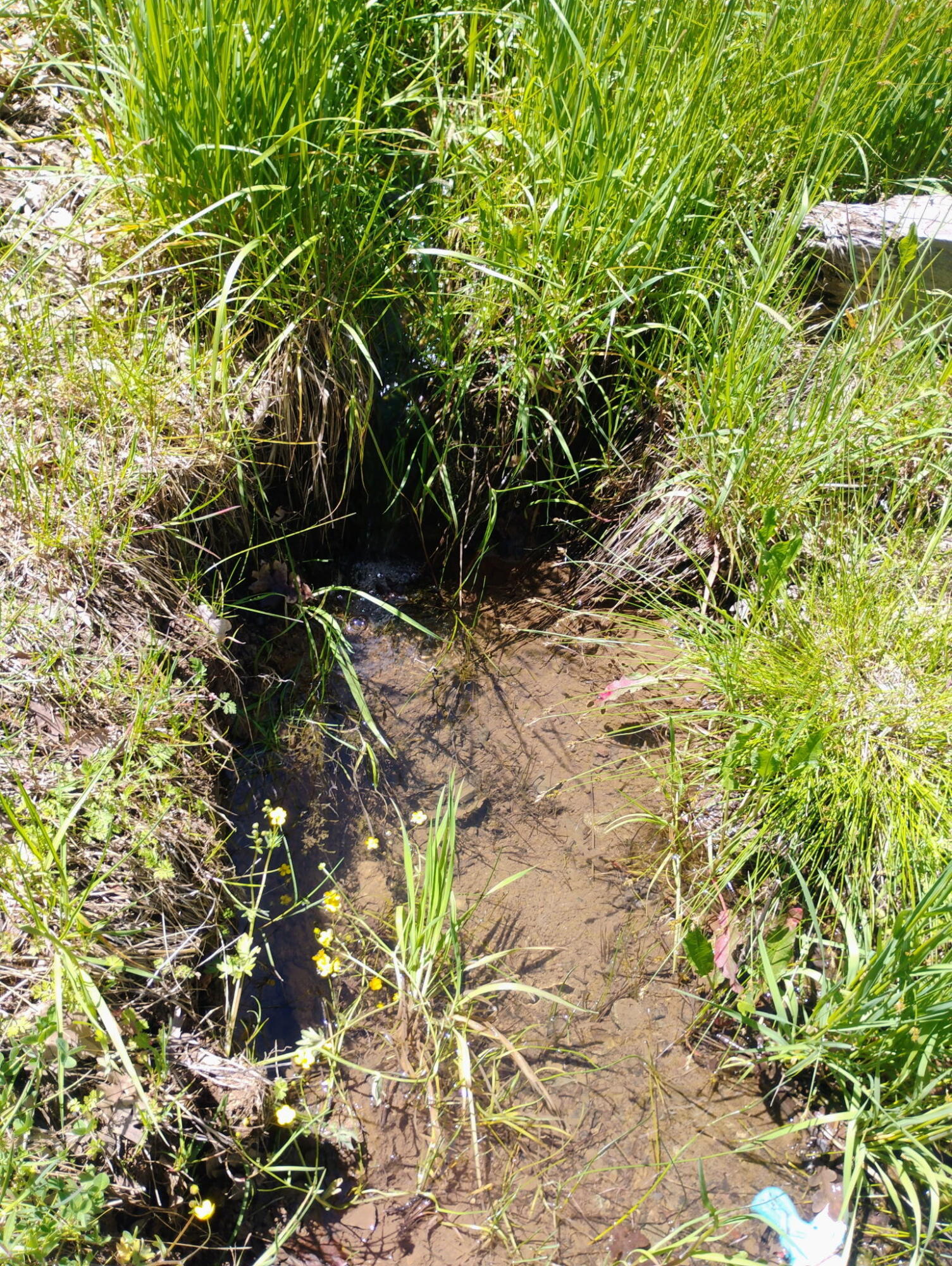1411 Mc Alexander Road Hayfork, CA 96041 - Photo 13 of 38 Seasonal creek