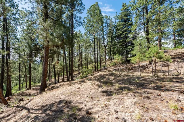 a view of a forest with trees