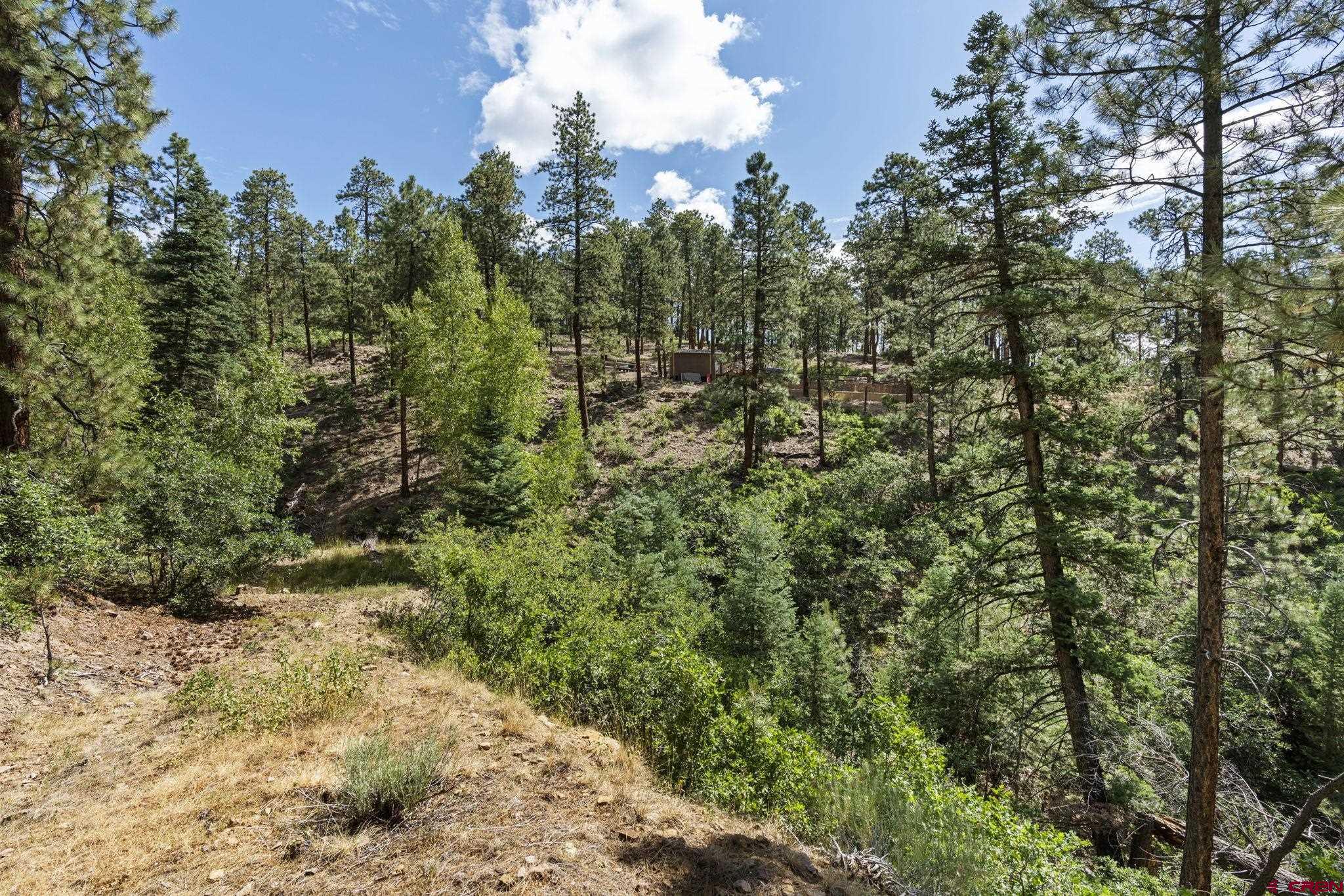 319 Blue Ridge Circle Bayfield, CO 81122 - Photo 5 of 15 a view of a yard covered with trees