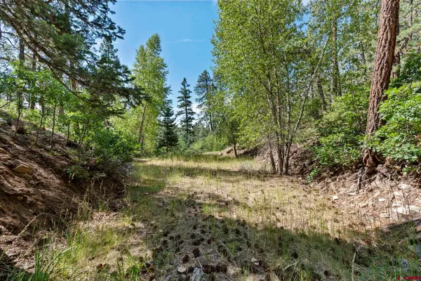 a view of a forest with trees in the background
