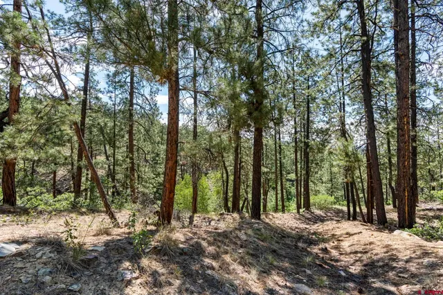 a view of a forest with trees