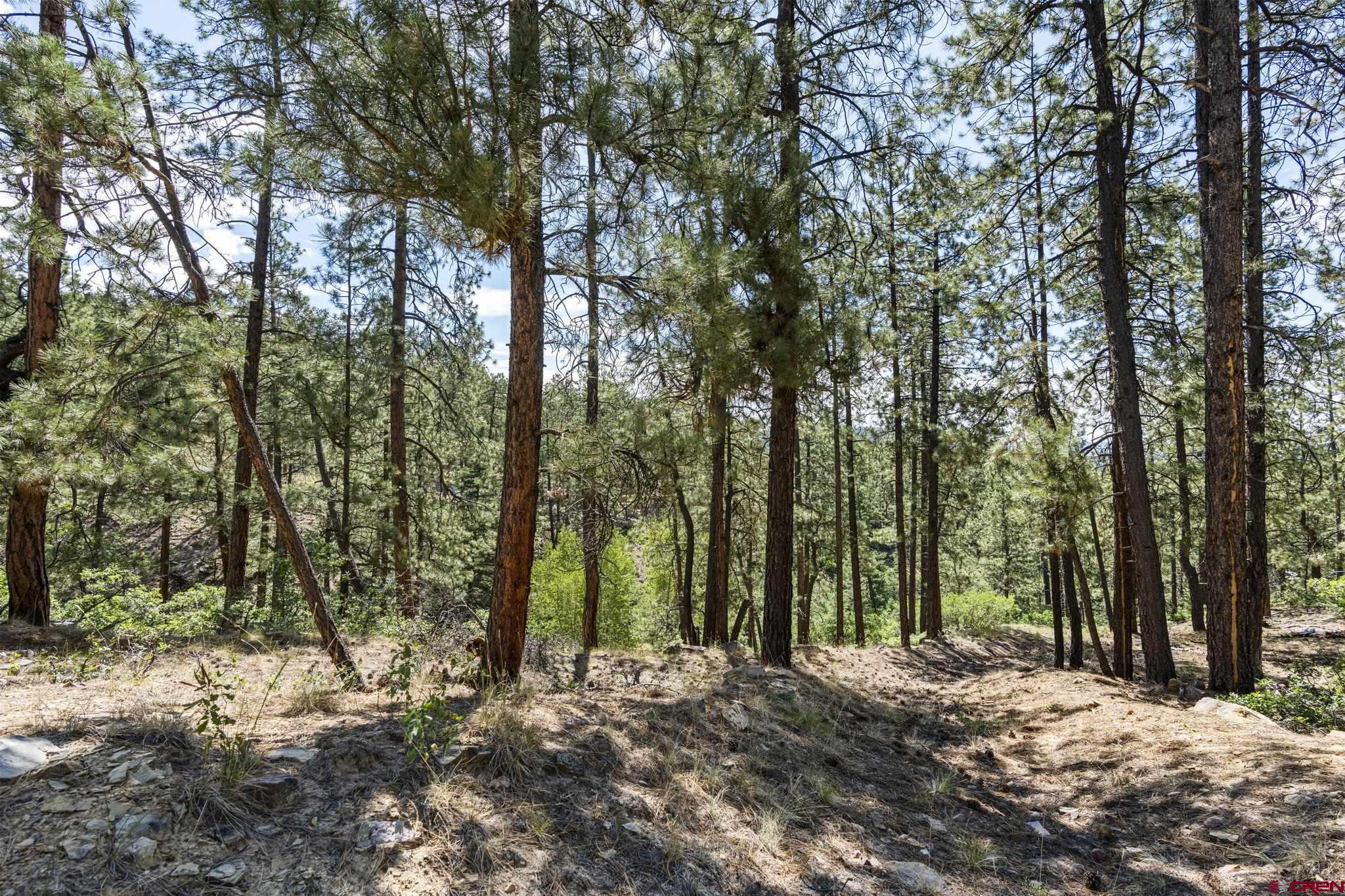 319 Blue Ridge Circle Bayfield, CO 81122 - Photo 8 of 15 a view of a forest with trees