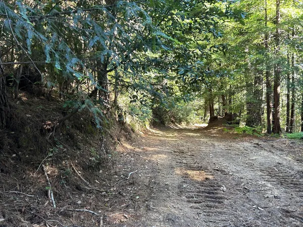 a view of a forest with trees