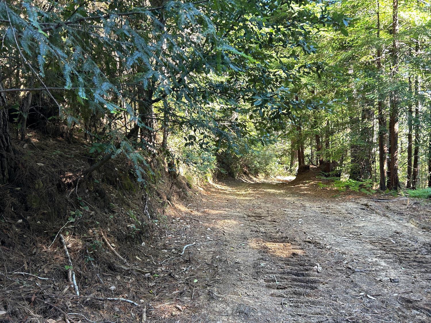 39700 Eureka Hill Road Point Arena, CA 95468 - Photo 4 of 11 a view of a forest with trees