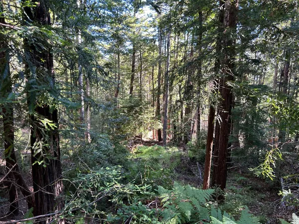 a view of a house in a forest