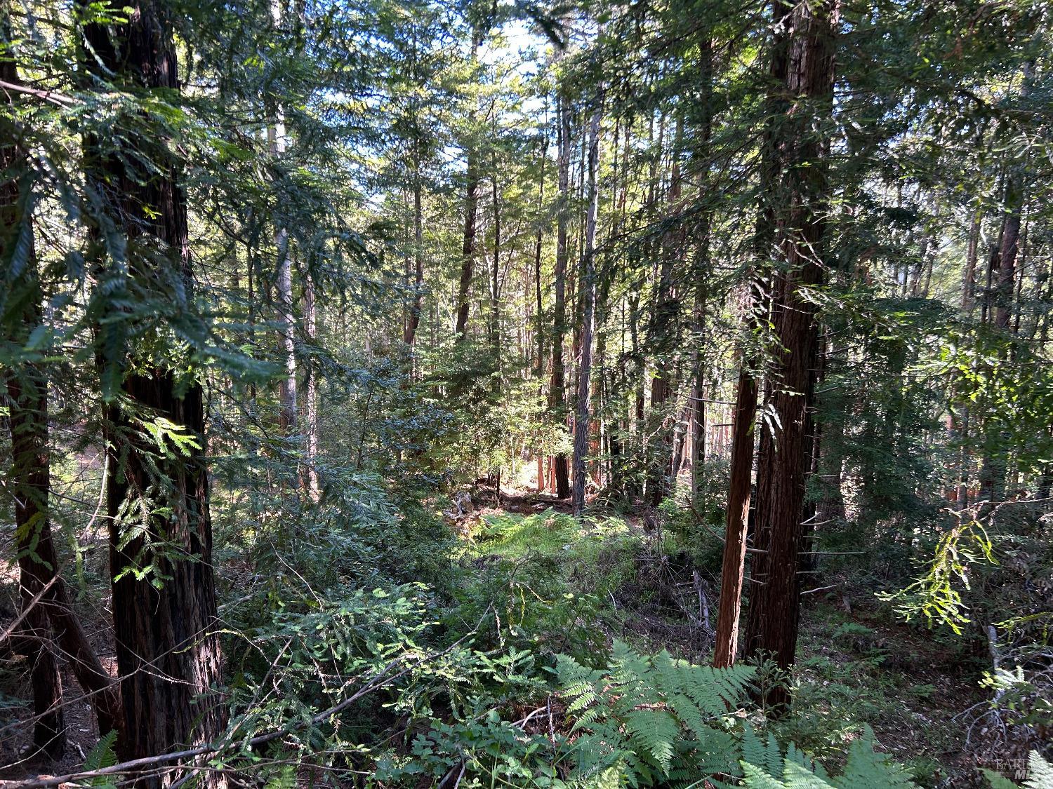 39700 Eureka Hill Road Point Arena, CA 95468 - Photo 5 of 11 a view of a house in a forest