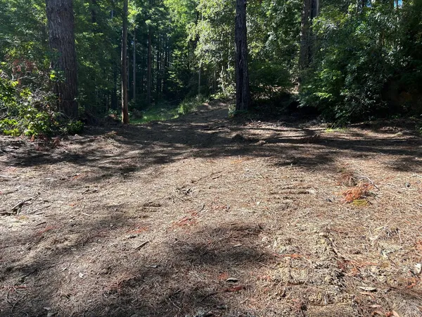 a view of a yard with trees