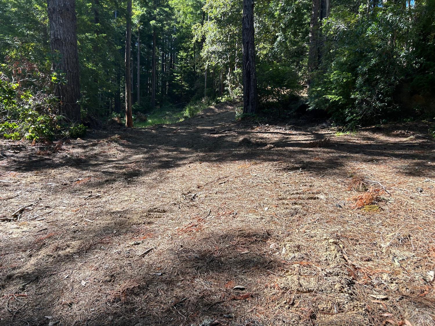 39700 Eureka Hill Road Point Arena, CA 95468 - Photo 7 of 11 a view of a yard with trees