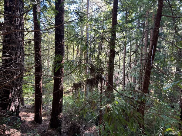 a backyard of a building with lots of trees