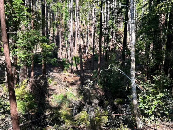 a view of a forest filled with trees