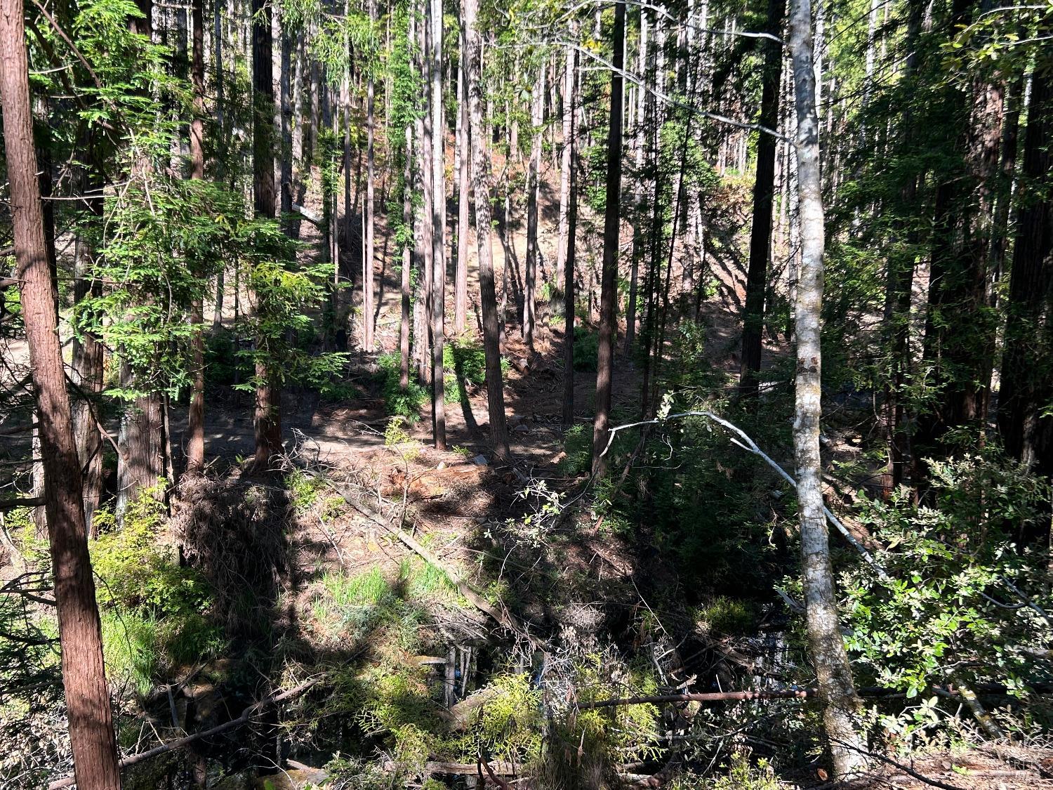 39700 Eureka Hill Road Point Arena, CA 95468 - Photo 9 of 11 a backyard of a building with lots of trees