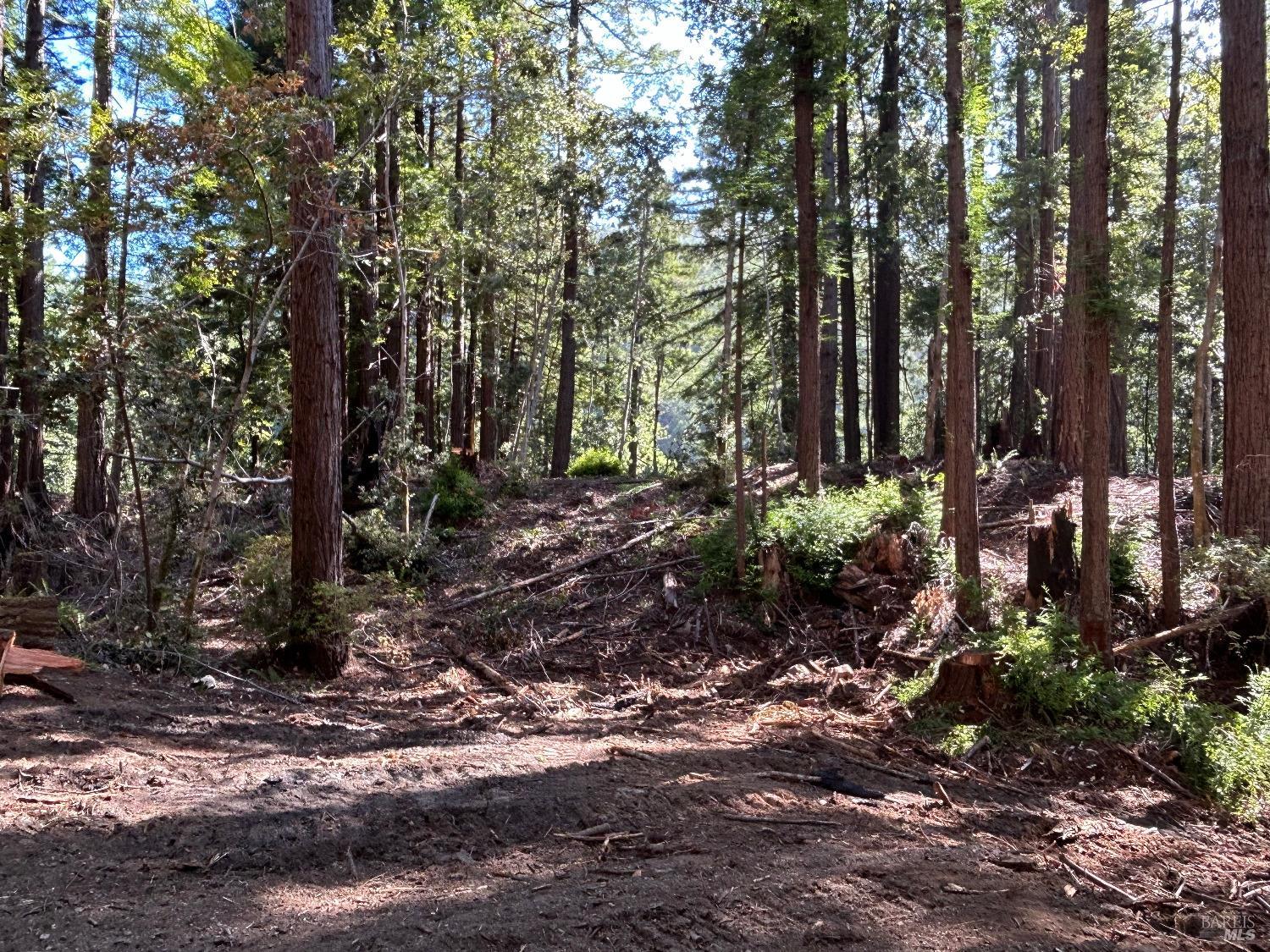 39700 Eureka Hill Road Point Arena, CA 95468 - Photo 10 of 11 a view of a forest filled with trees