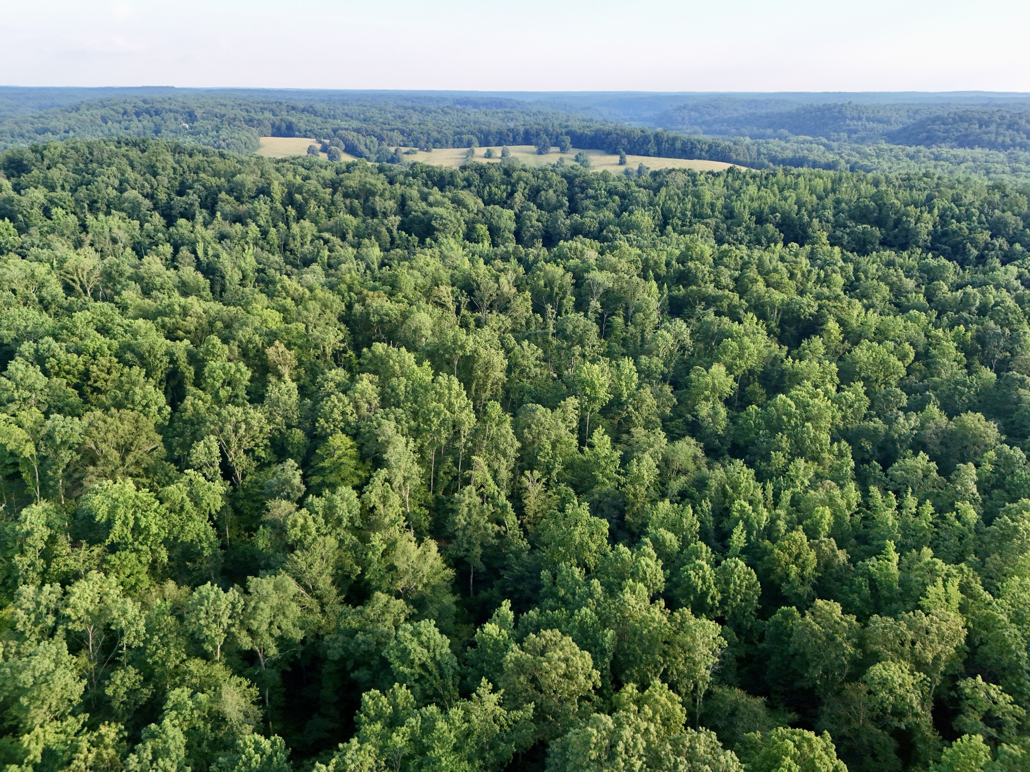 0 Wildlife Road Dover, TN 37058 - Photo 11 of 26 a view of a lush green forest with and trees