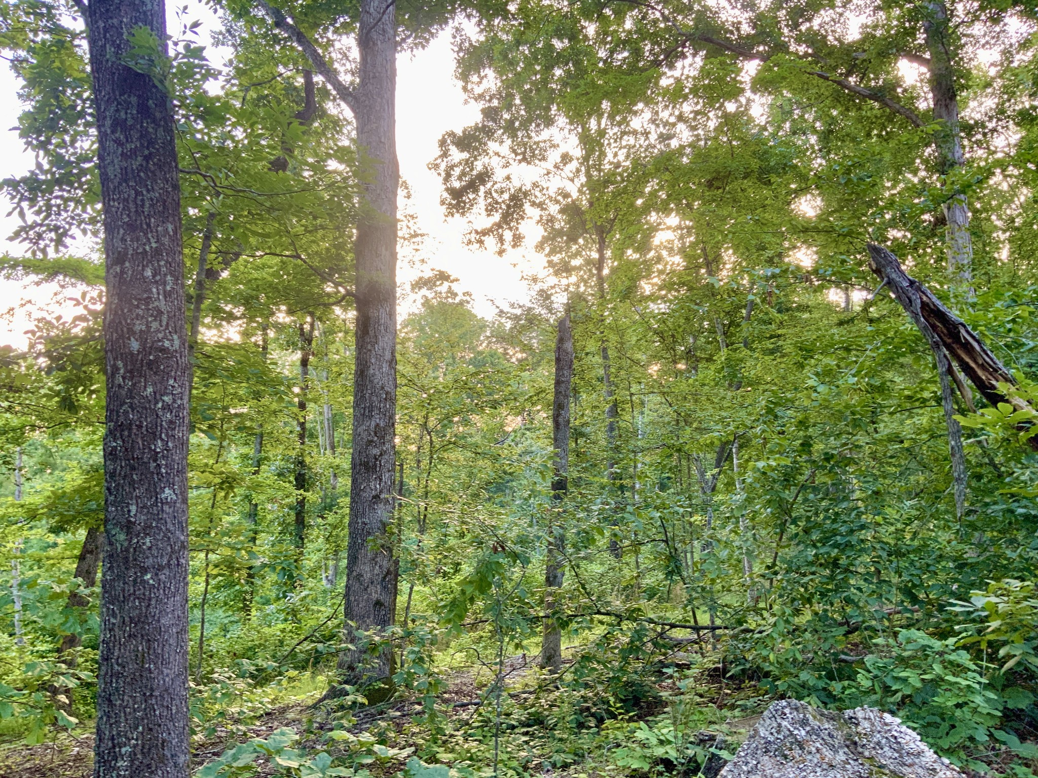 0 Wildlife Road Dover, TN 37058 - Photo 12 of 26 a view of a large trees