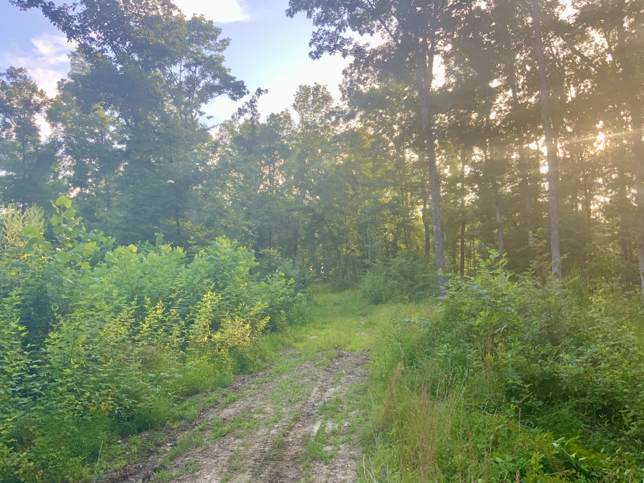 0 Wildlife Road Dover, TN 37058 - Photo 13 of 26 a view of a lush green forest