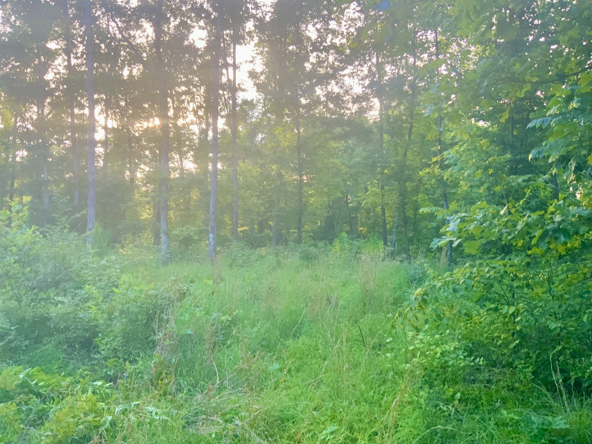 0 Wildlife Road Dover, TN 37058 - Photo 14 of 26 a view of a lush green forest