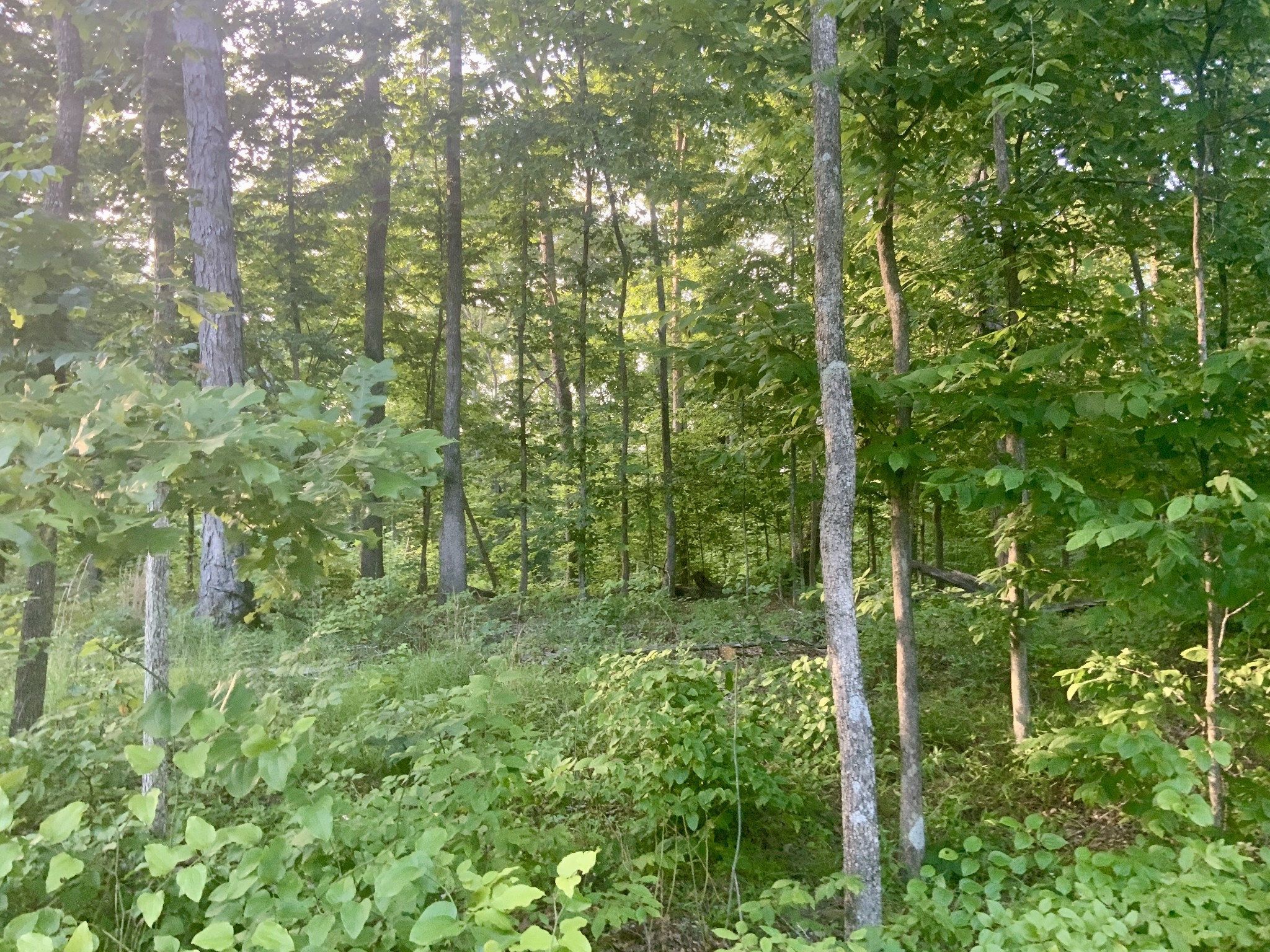 0 Wildlife Road Dover, TN 37058 - Photo 15 of 26 a view of a lush green forest