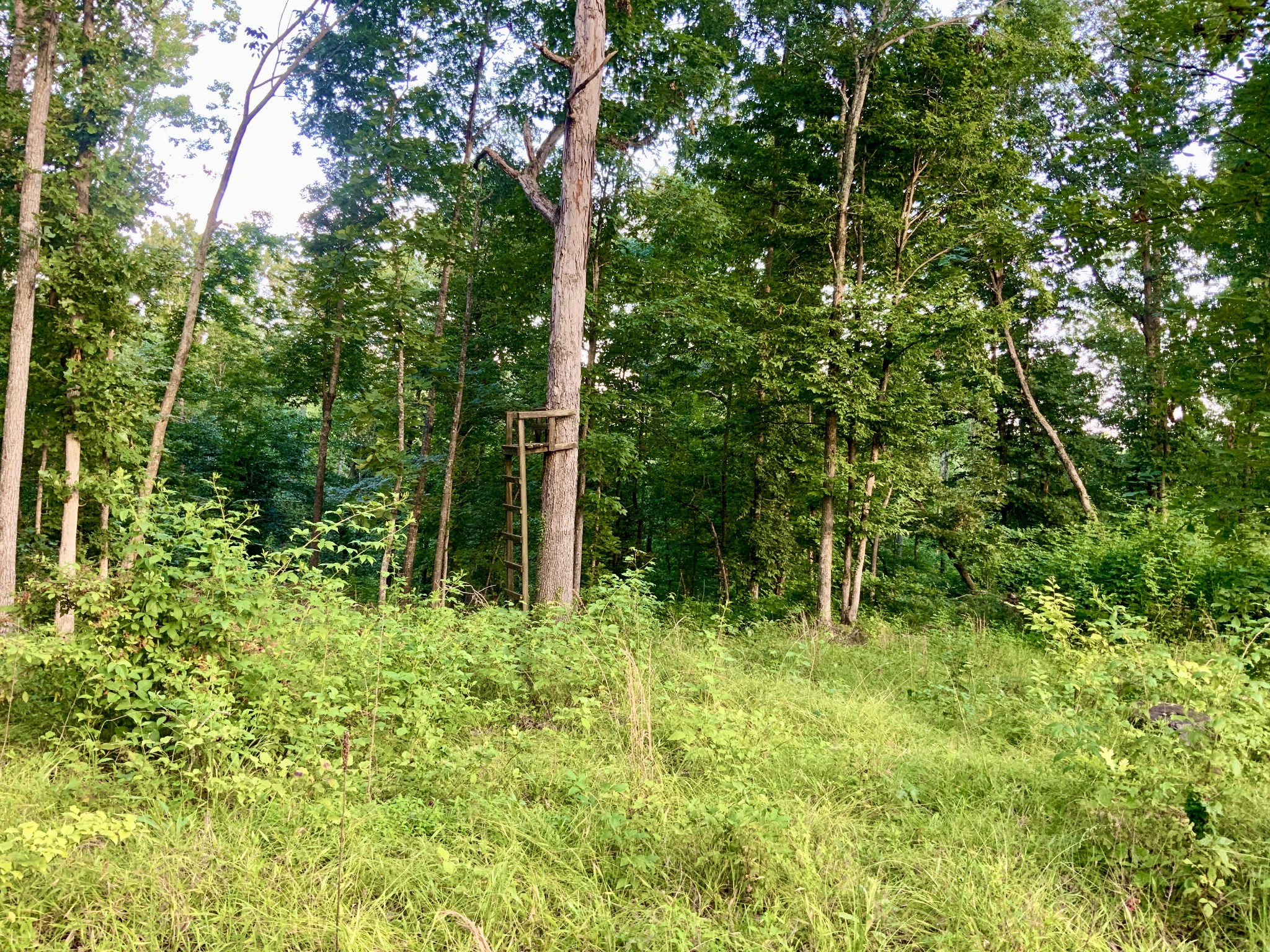 0 Wildlife Road Dover, TN 37058 - Photo 19 of 26 a green field with lots of bushes