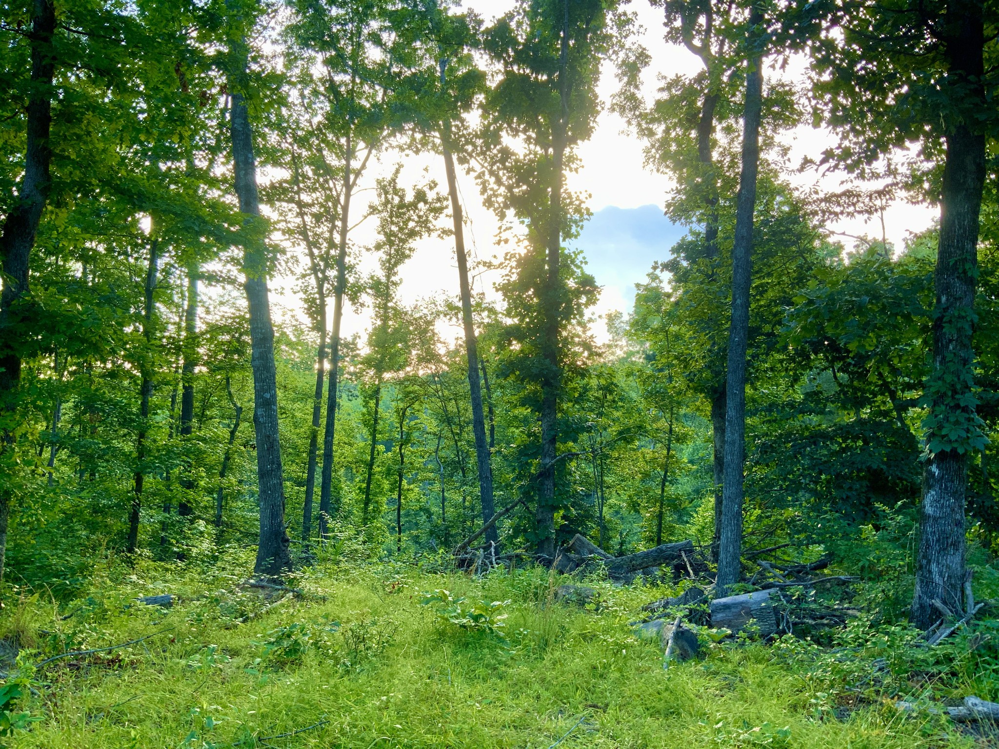 0 Wildlife Road Dover, TN 37058 - Photo 20 of 26 a view of a lush green forest