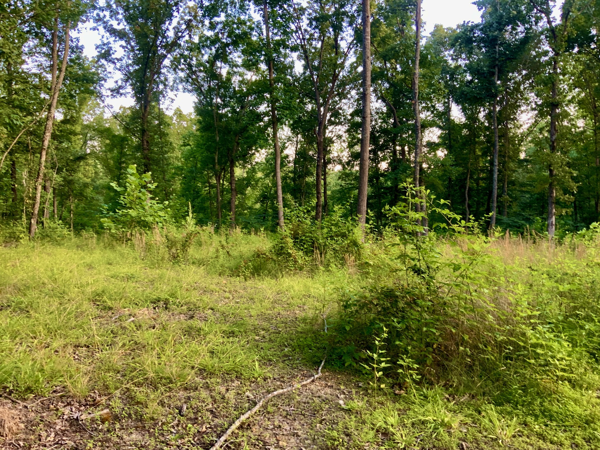 0 Wildlife Road Dover, TN 37058 - Photo 23 of 26 a view of a garden