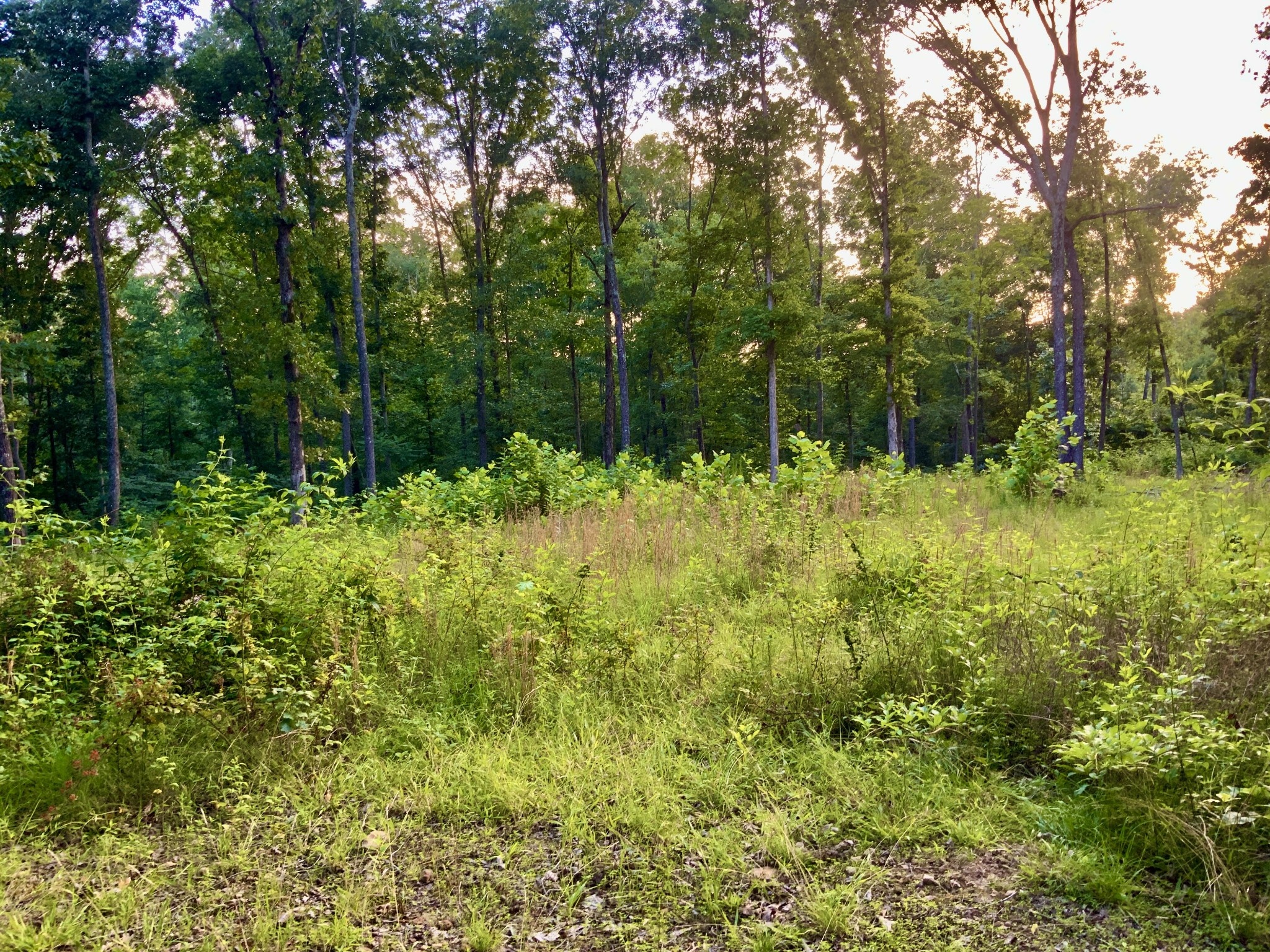 0 Wildlife Road Dover, TN 37058 - Photo 24 of 26 a view of a garden with a tree