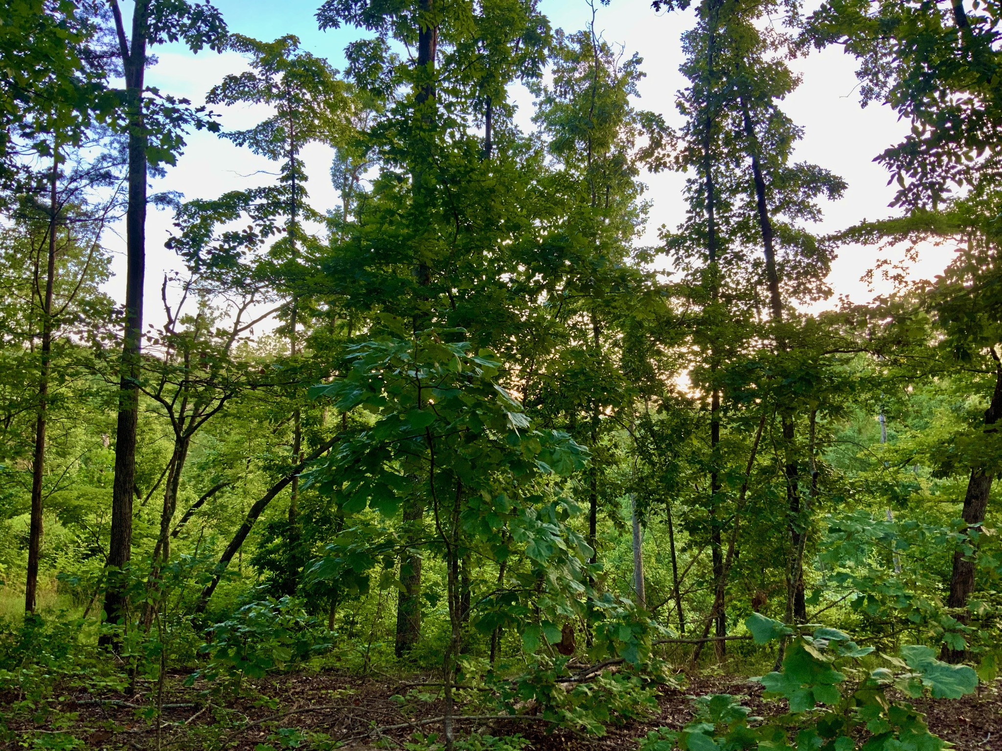 0 Wildlife Road Dover, TN 37058 - Photo 25 of 26 a view of a tree
