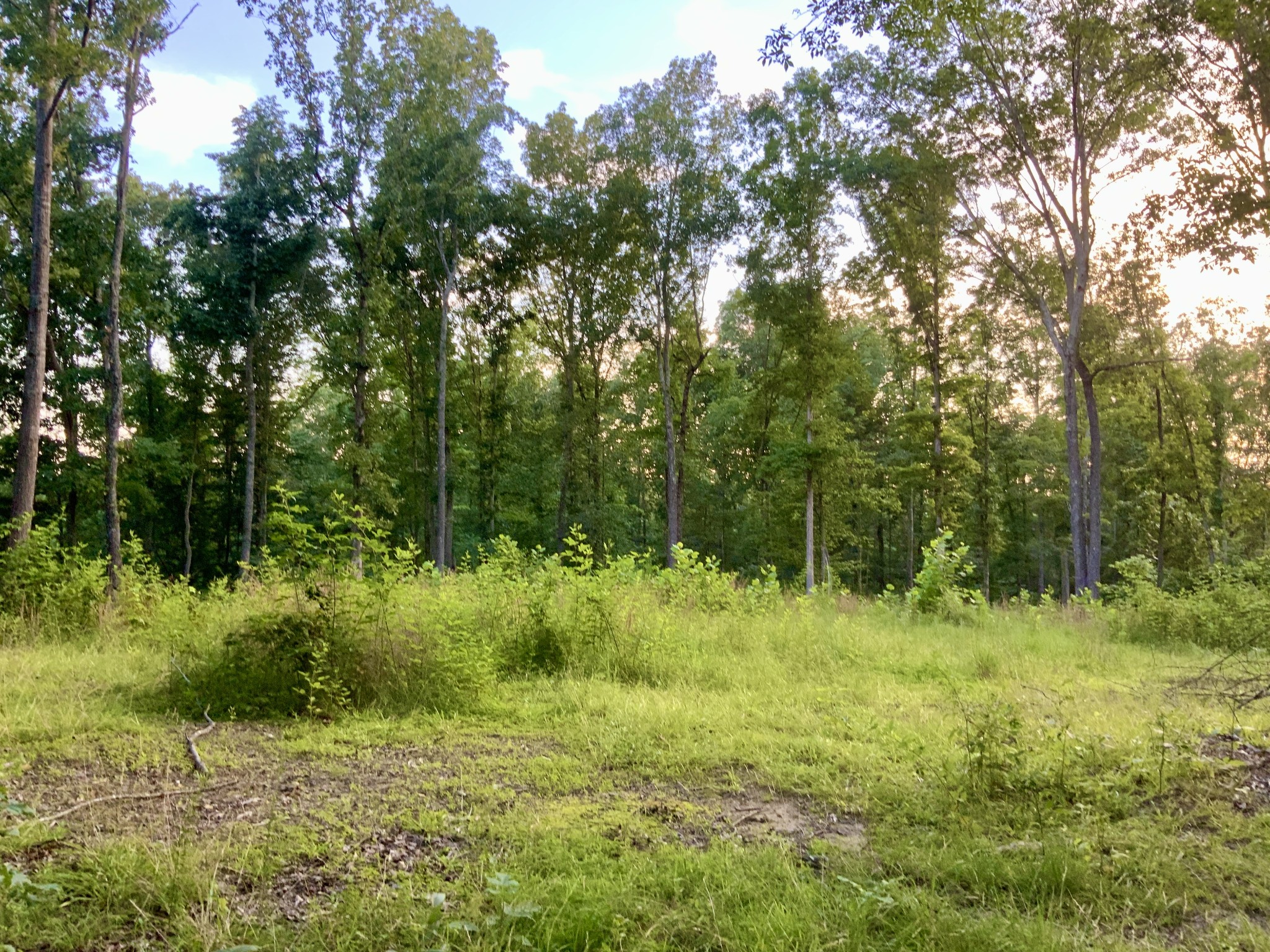 0 Wildlife Road Dover, TN 37058 - Photo 26 of 26 a view of a green field with lots of bushes