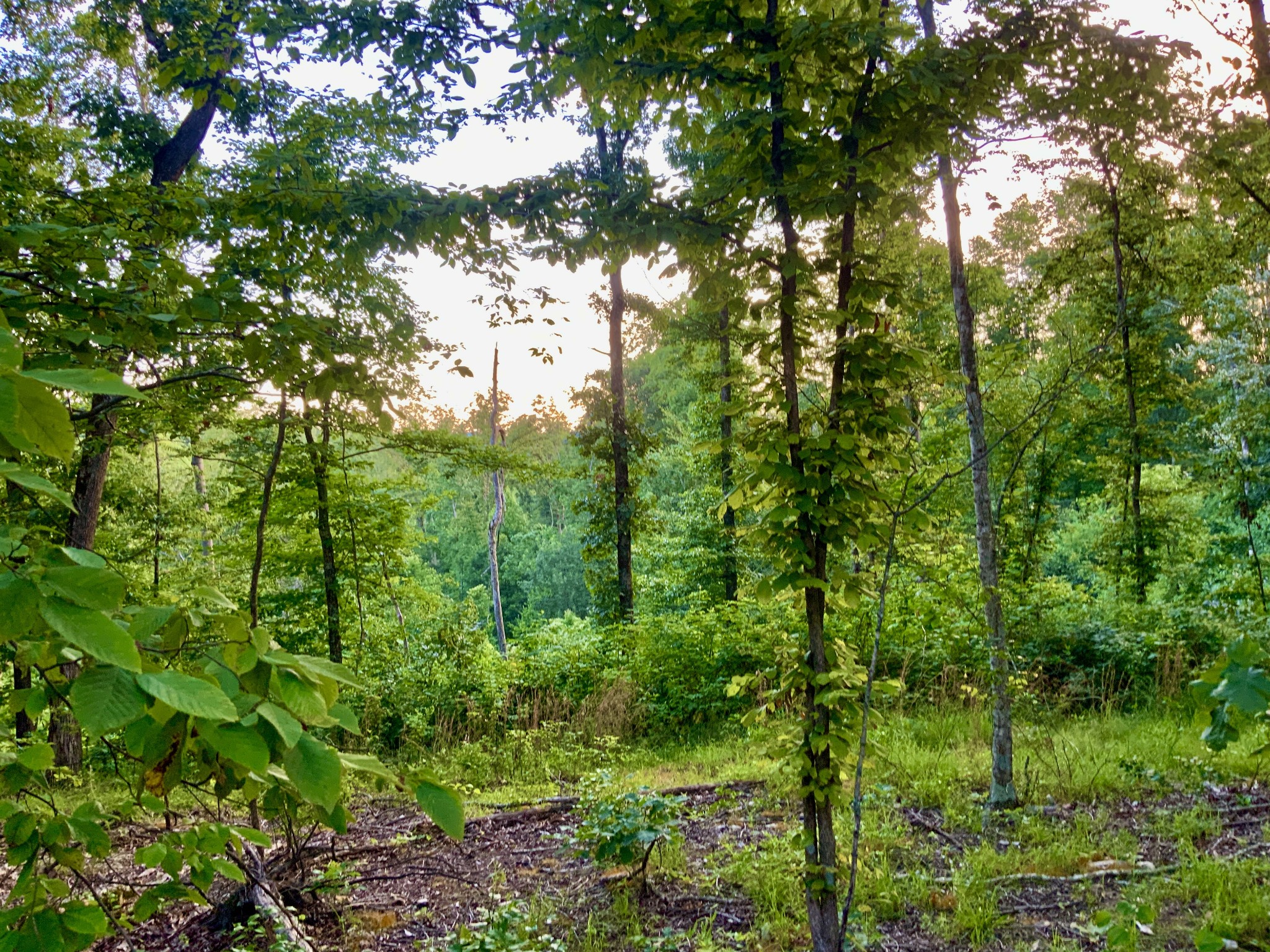 0 Wildlife Road Dover, TN 37058 - Photo 4 of 26 a view of a lush green forest