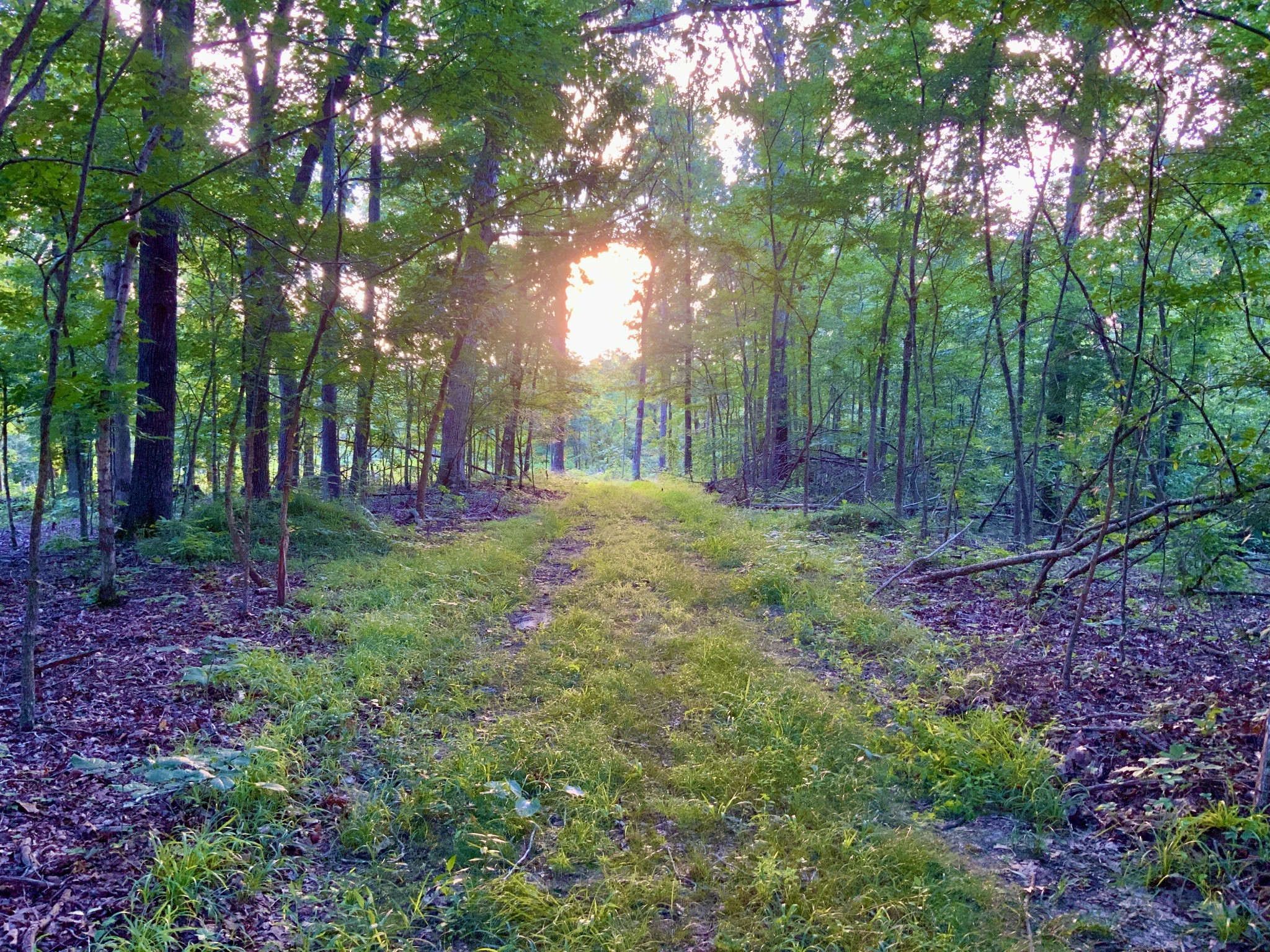 0 Wildlife Road Dover, TN 37058 - Photo 5 of 26 a view of outdoor space with trees all around
