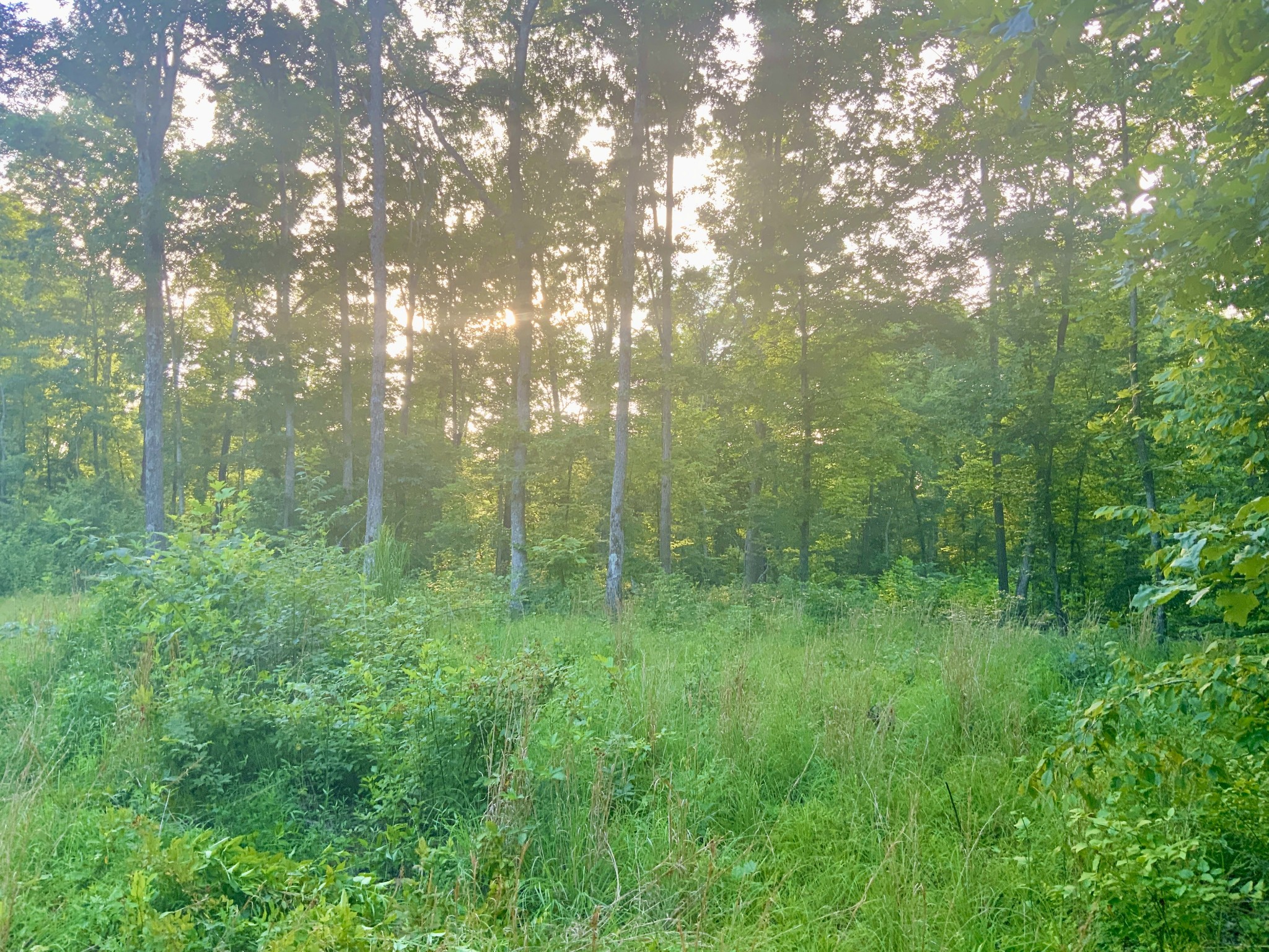 0 Wildlife Road Dover, TN 37058 - Photo 10 of 26 a view of forest