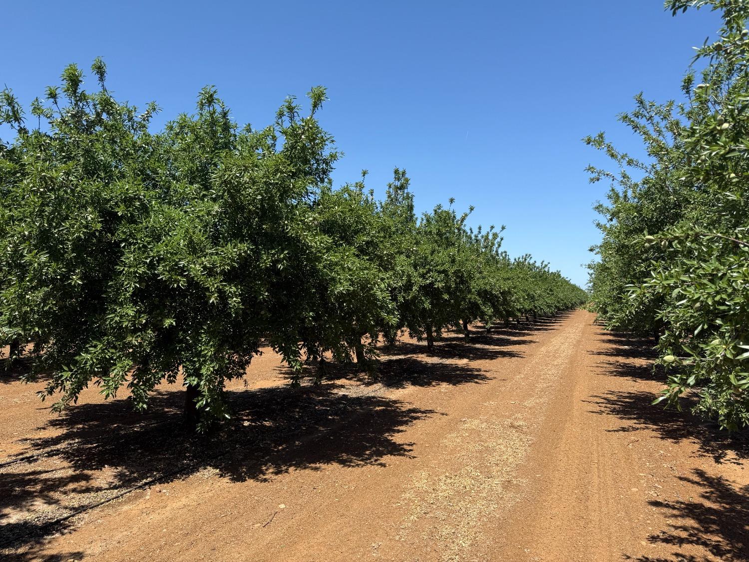 0 Little Panoche Road Firebaugh, CA 93622 - Photo 5 of 6 a view of a road with a tree in the background
