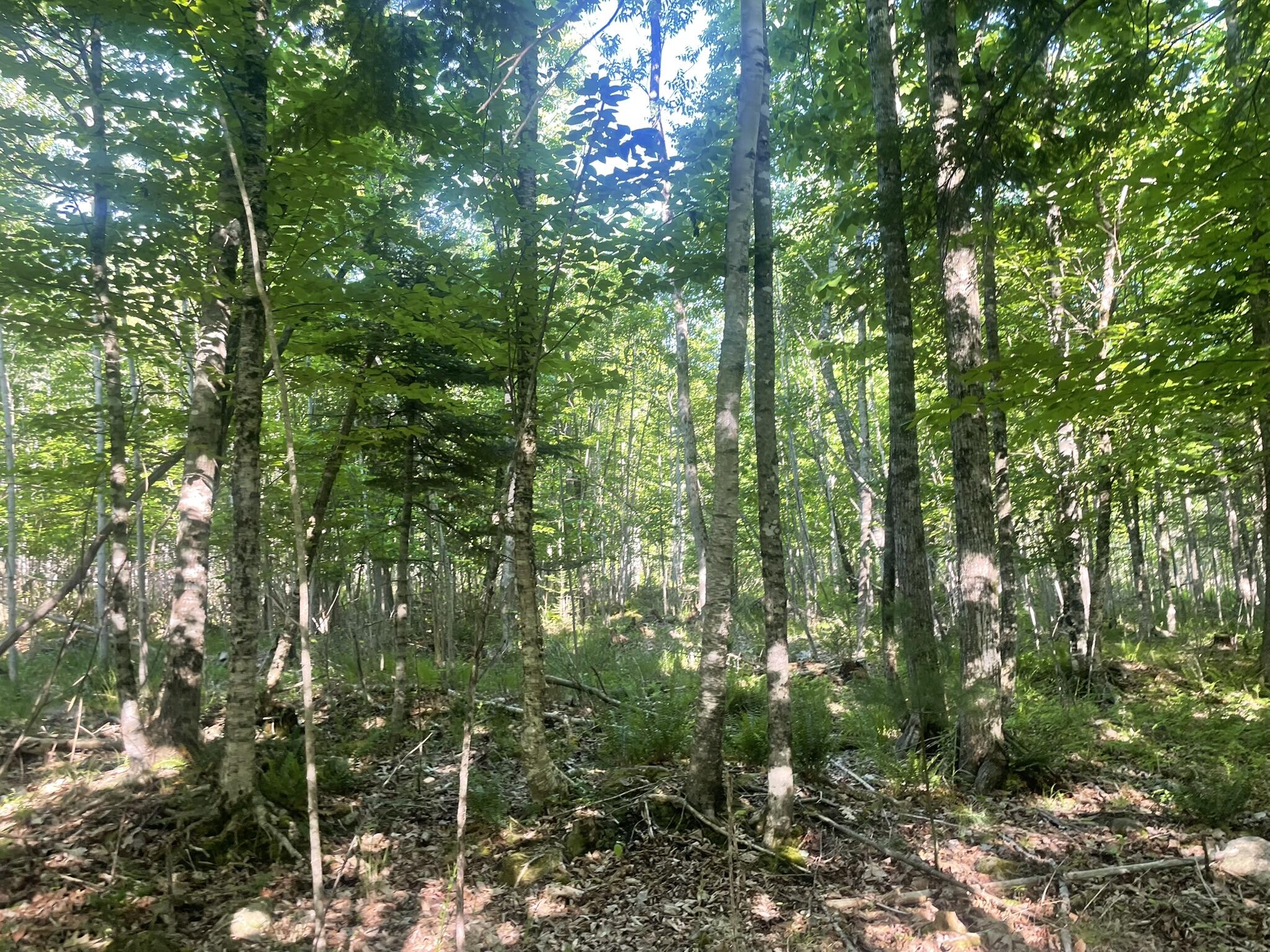 0 Macomber Road Readfield, ME 04355 - Photo 53 of 61 IMG_5689