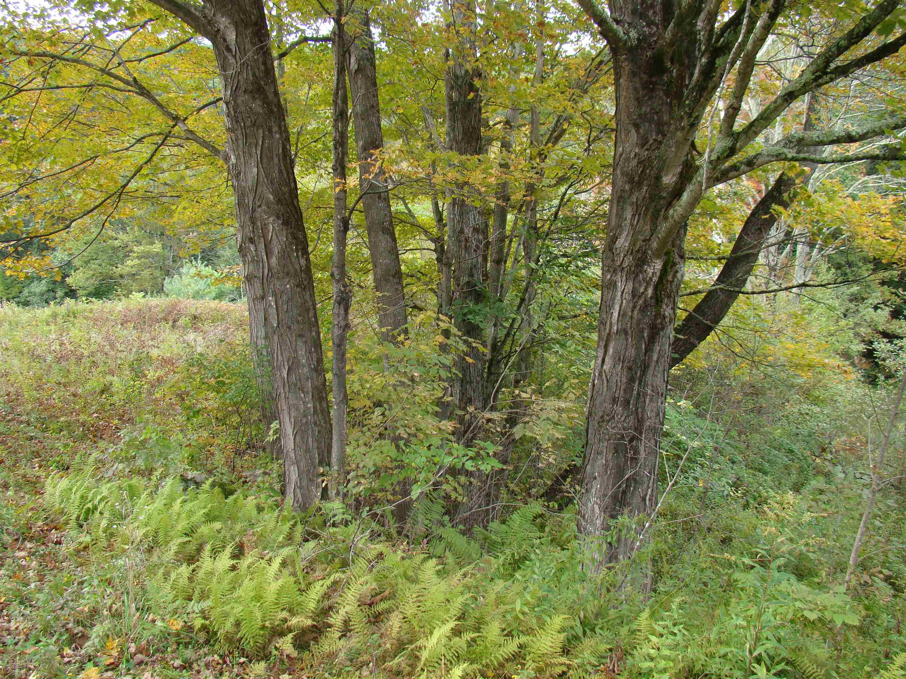 59 Waite Hill Road Pawlet, VT 05761 - Photo 19 of 31