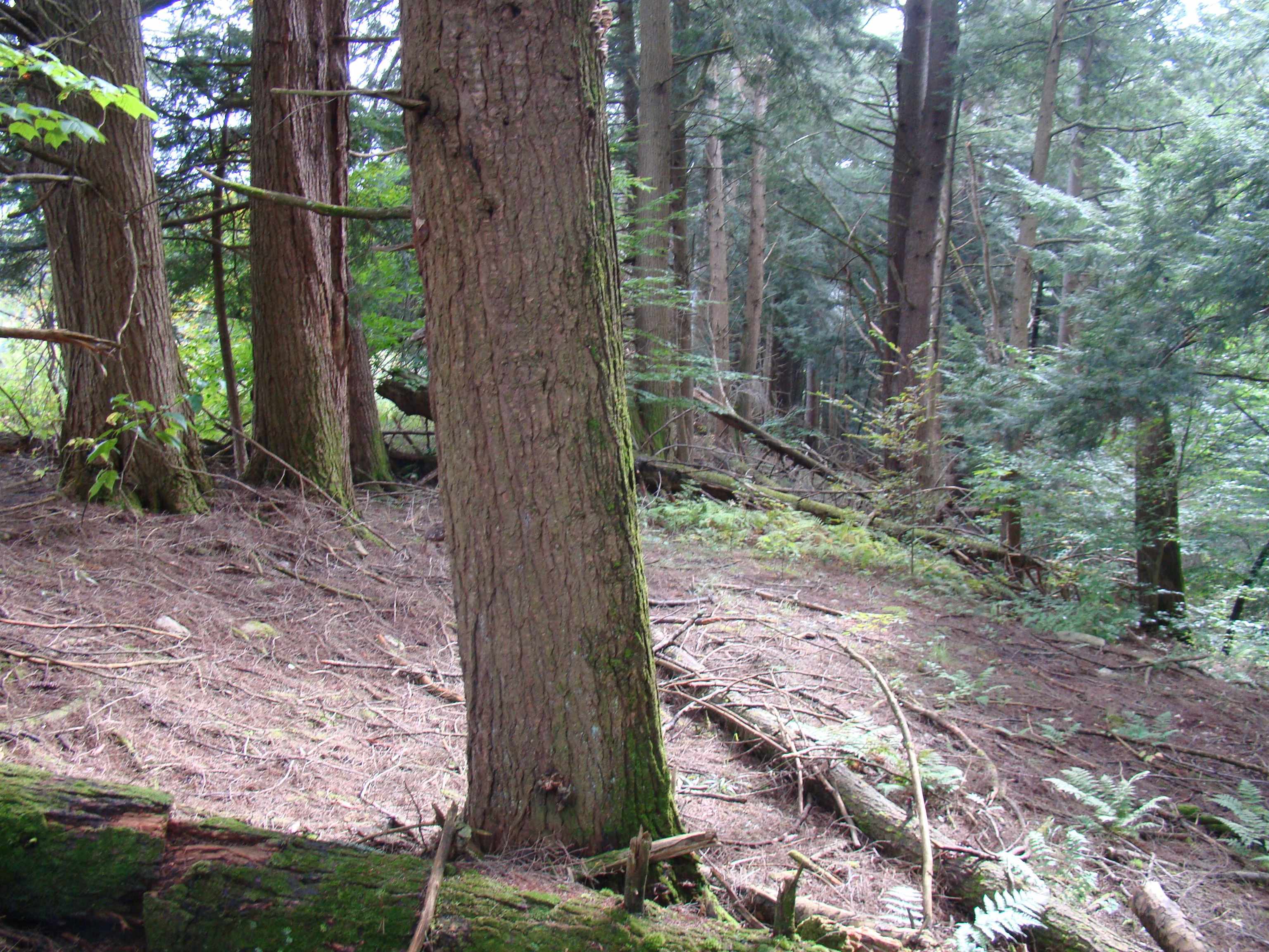 59 Waite Hill Road Pawlet, VT 05761 - Photo 22 of 31