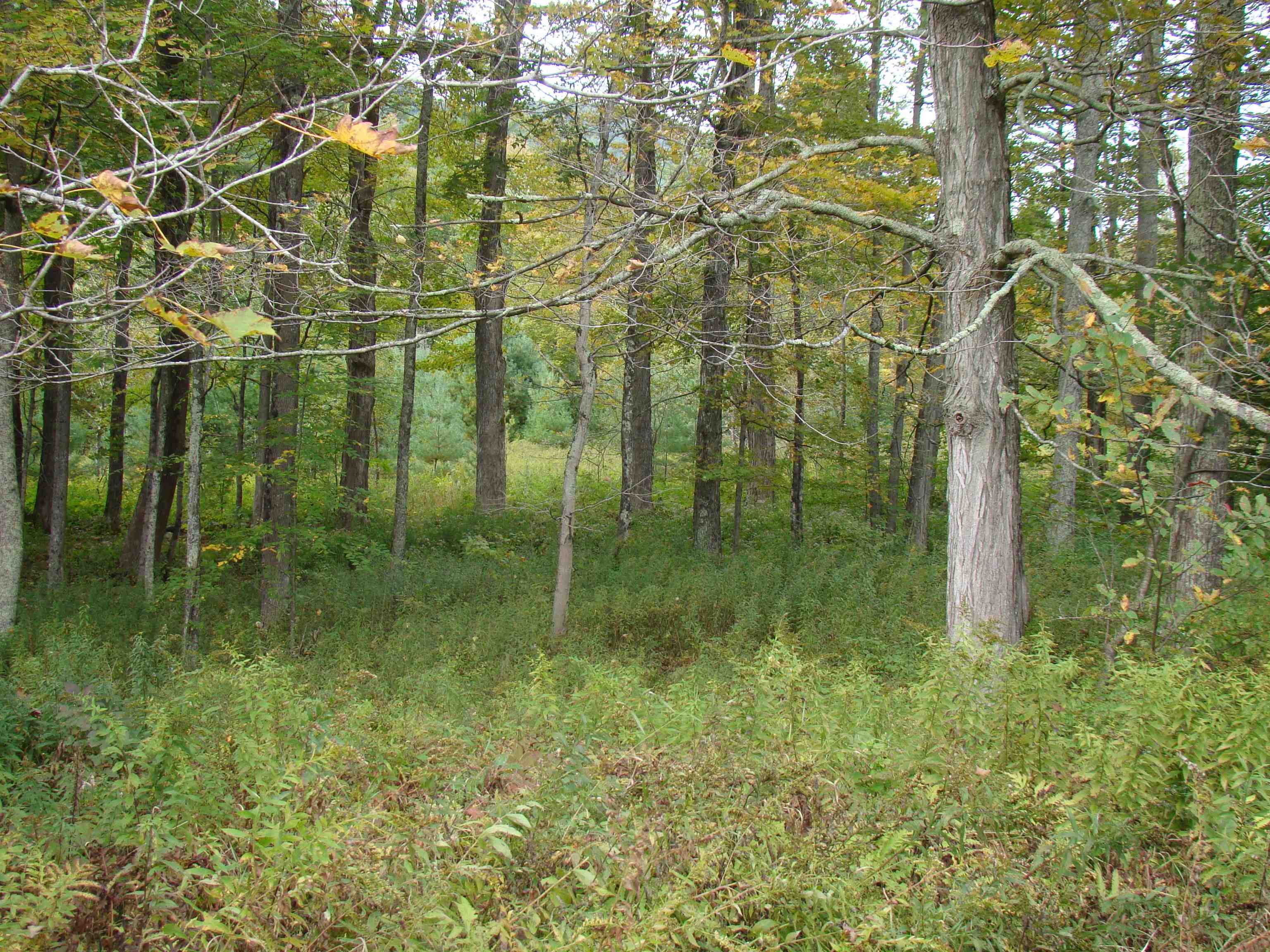 59 Waite Hill Road Pawlet, VT 05761 - Photo 25 of 31